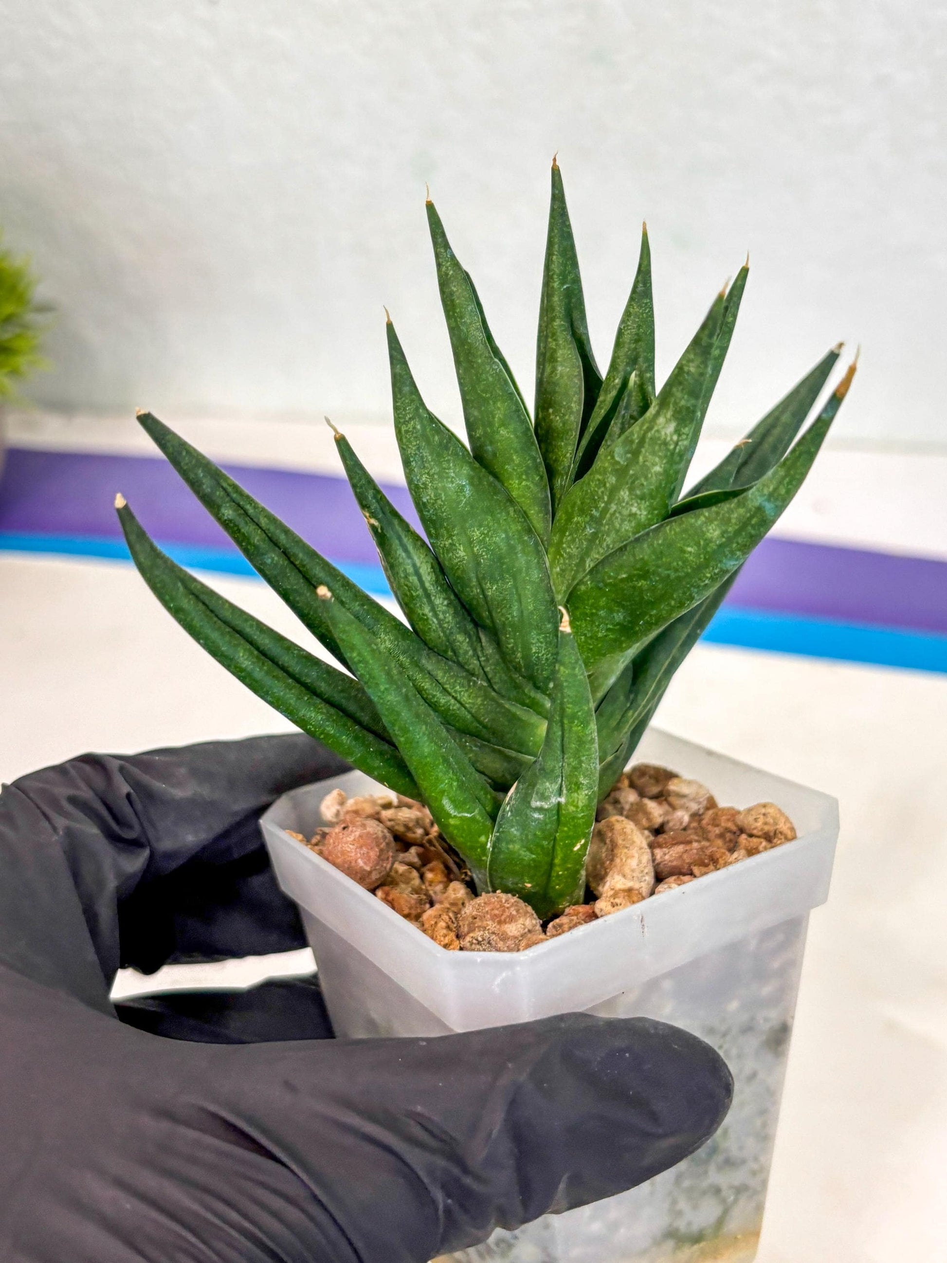 Sansevieria Godzilla (ca5) (10) | Rare Import