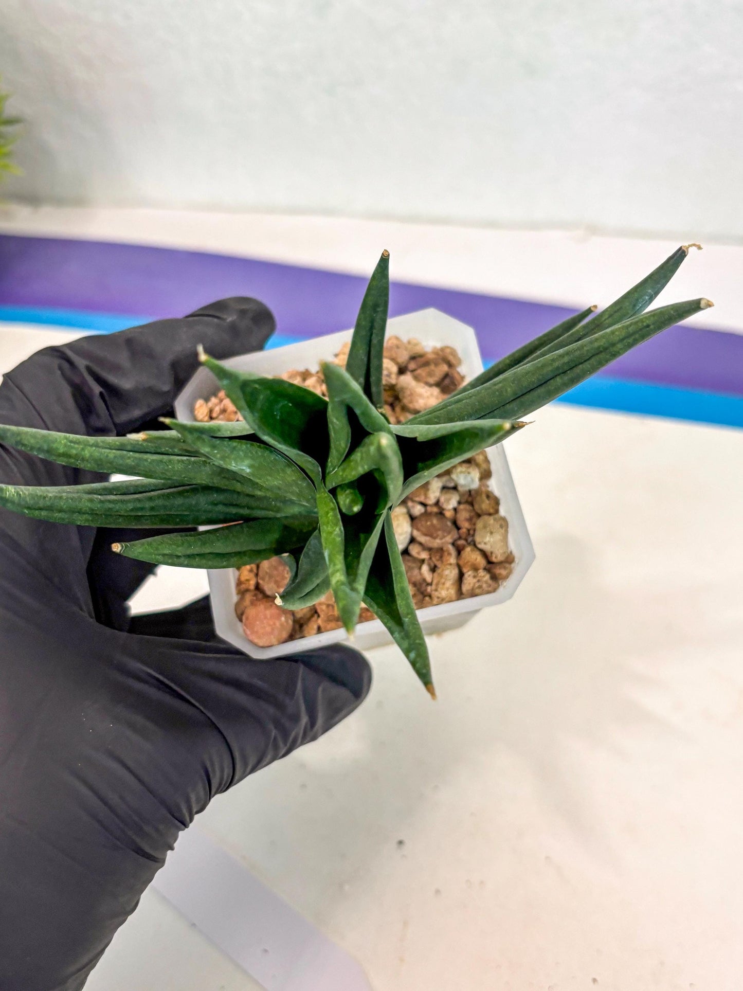 Sansevieria Godzilla (ca5) (10) | Rare Import