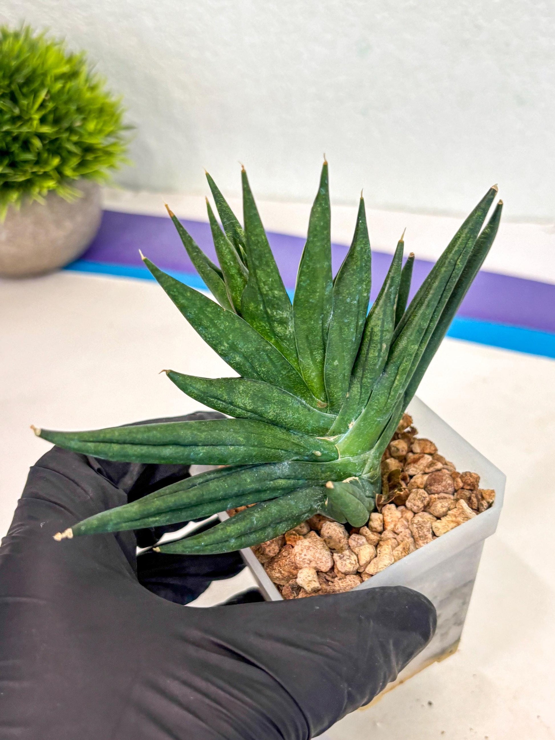 Sansevieria Godzilla (ca5) (10) | Rare Import