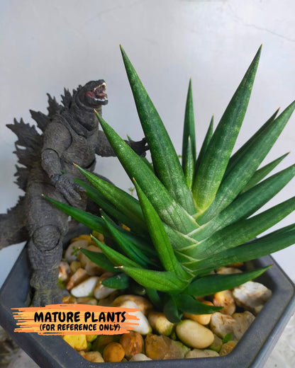 Sansevieria Godzilla (ca5) (10) | Rare Import