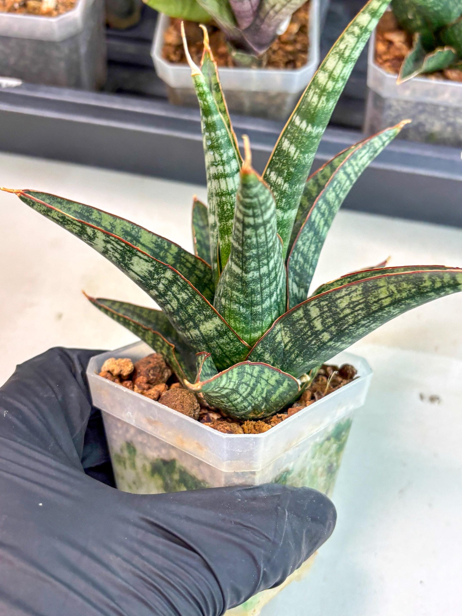 Sansevieria Samosir (ca5) (12) | Rare Import