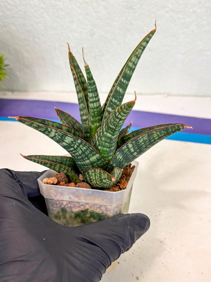 Sansevieria Samosir (ca5) (12) | Rare Import