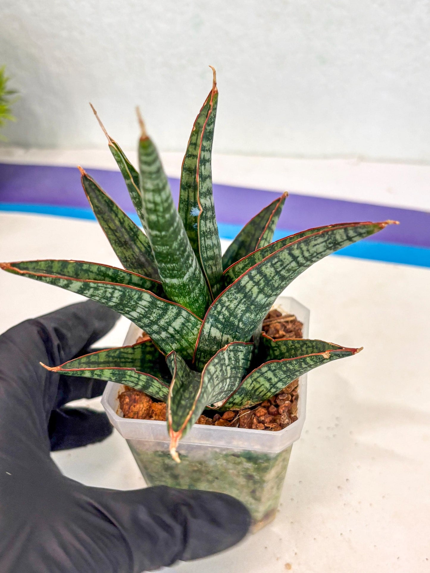 Sansevieria Samosir (ca5) (12) | Rare Import