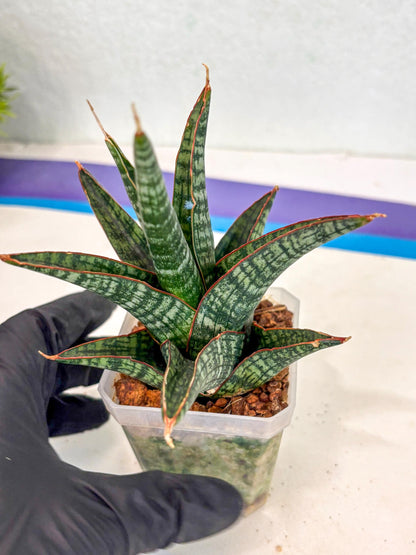 Sansevieria Samosir (ca5) (12) | Rare Import