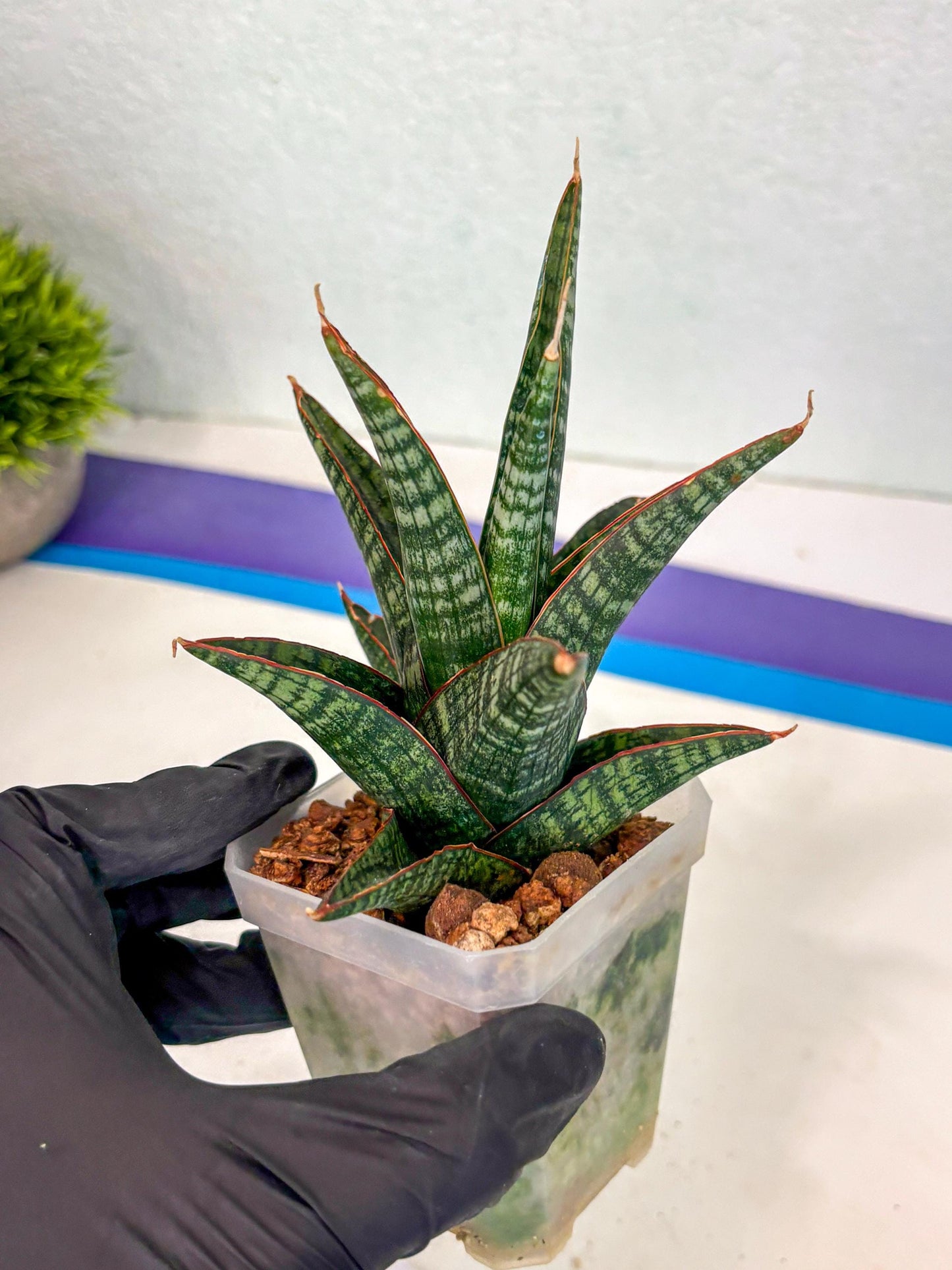 Sansevieria Samosir (ca5) (12) | Rare Import
