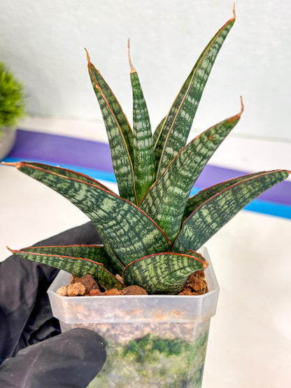 Sansevieria Samosir (ca5) (12) | Rare Import