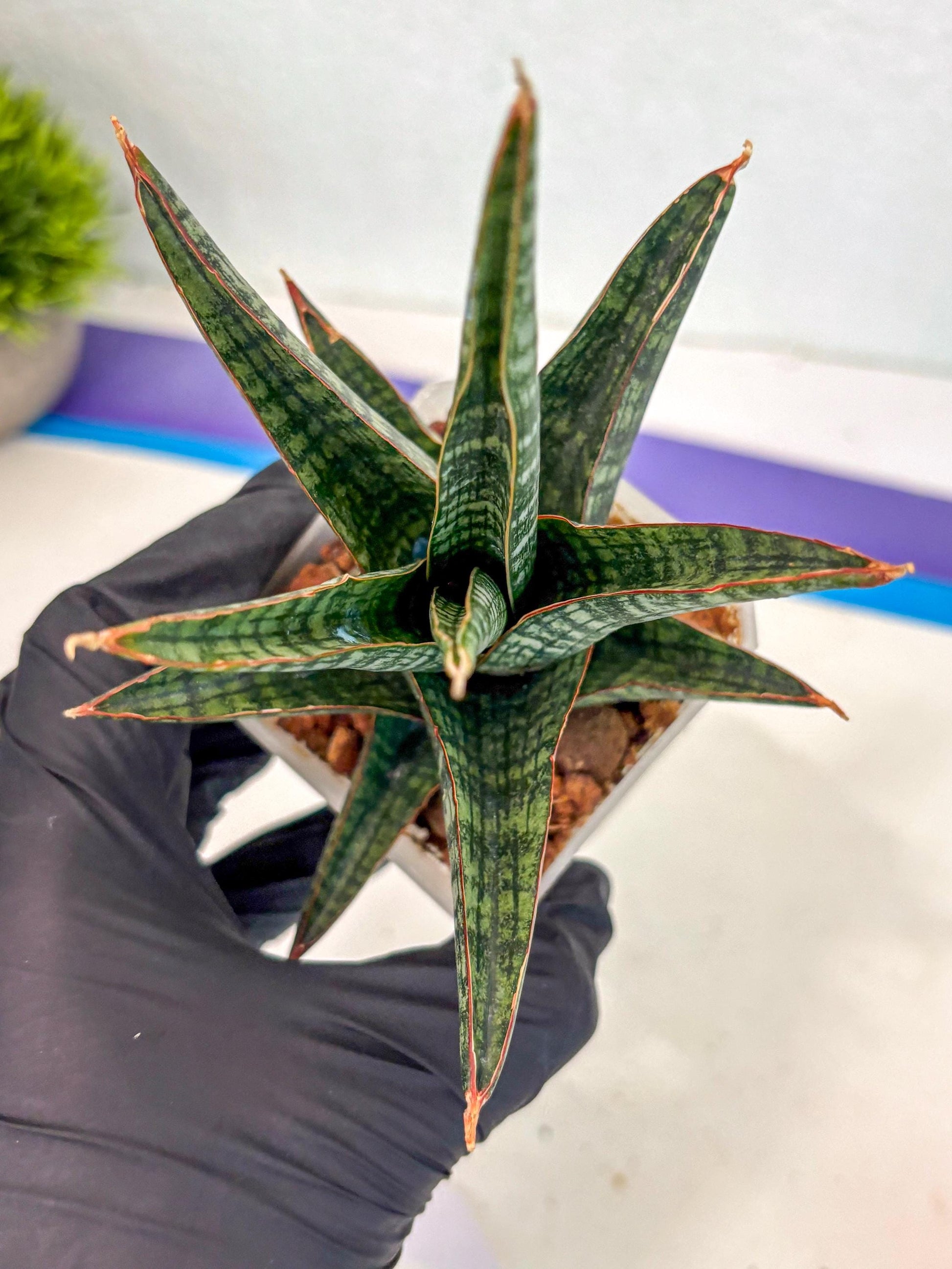 Sansevieria Samosir (ca5) (12) | Rare Import