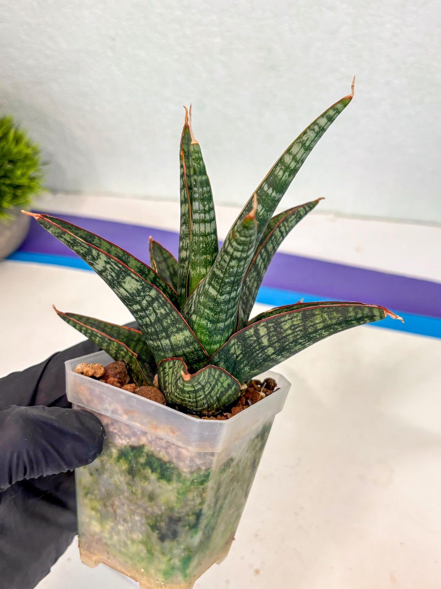 Sansevieria Samosir (ca5) (12) | Rare Import