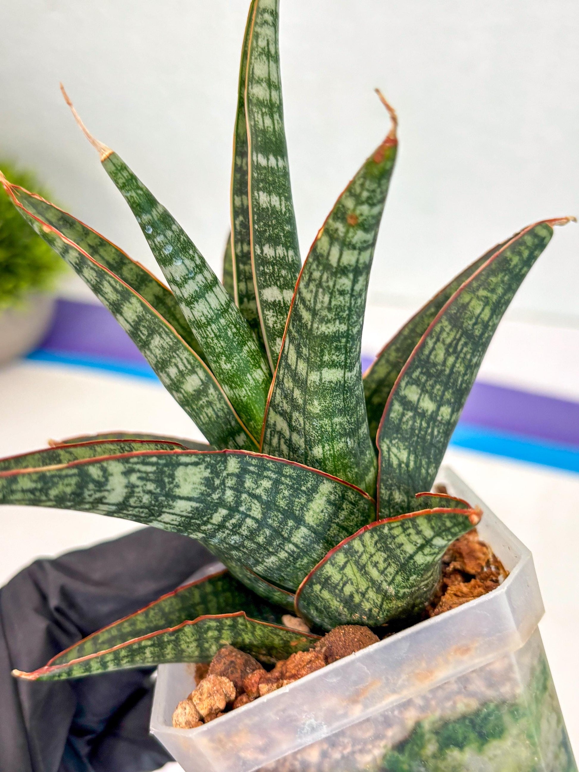 Sansevieria Samosir (ca5) (12) | Rare Import