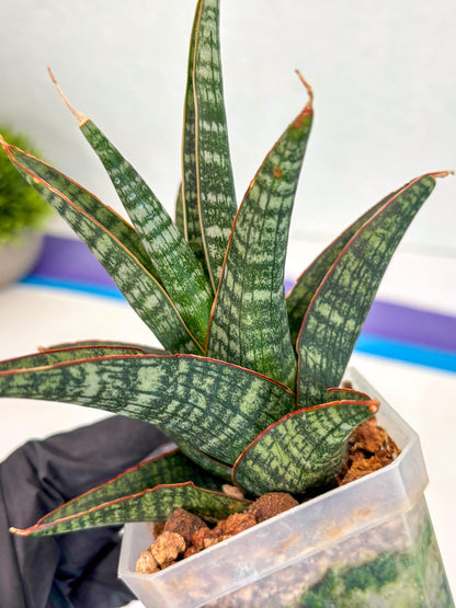 Sansevieria Samosir (ca5) (12) | Rare Import