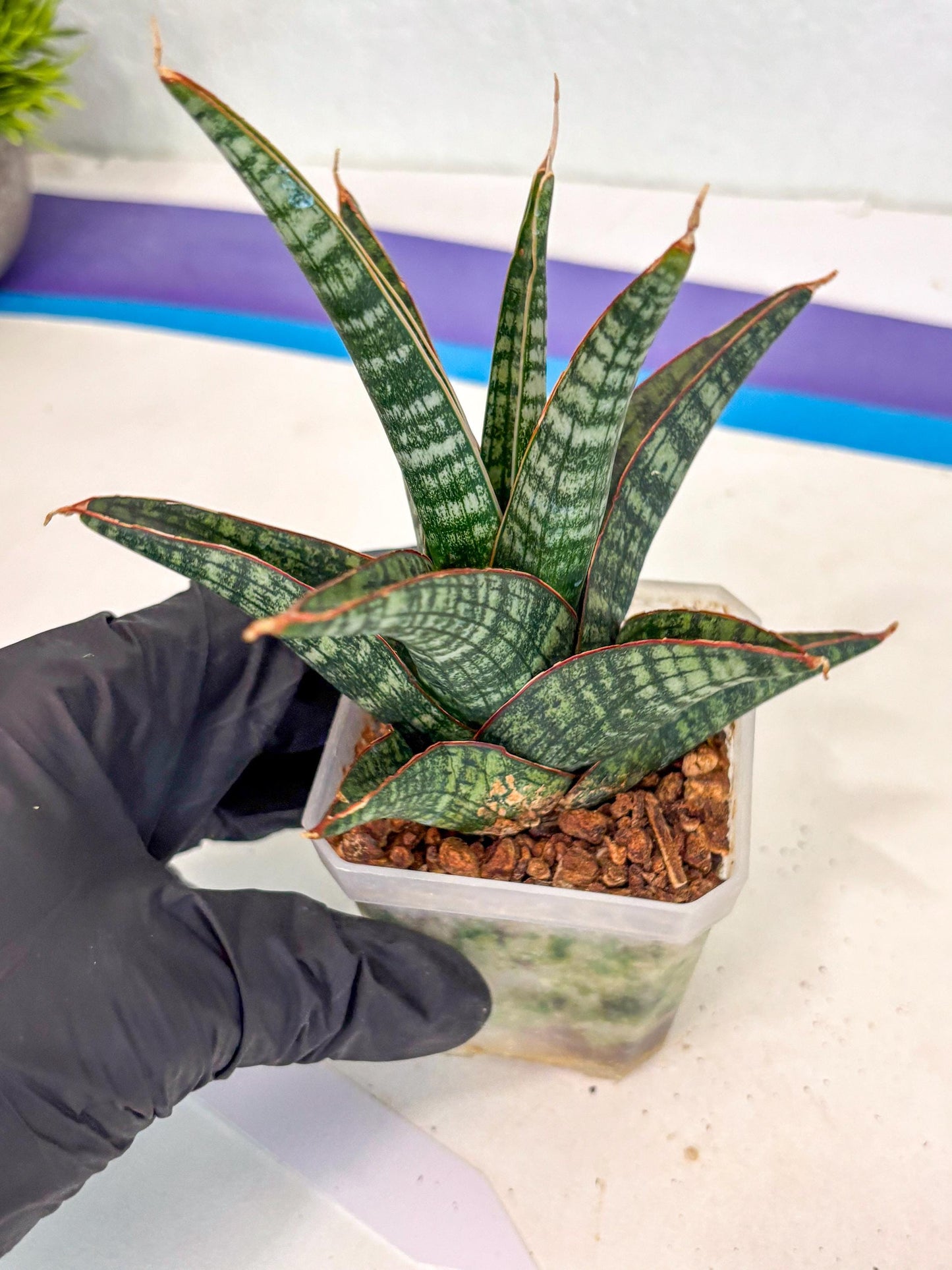 Sansevieria Samosir (ca5) (12) | Rare Import