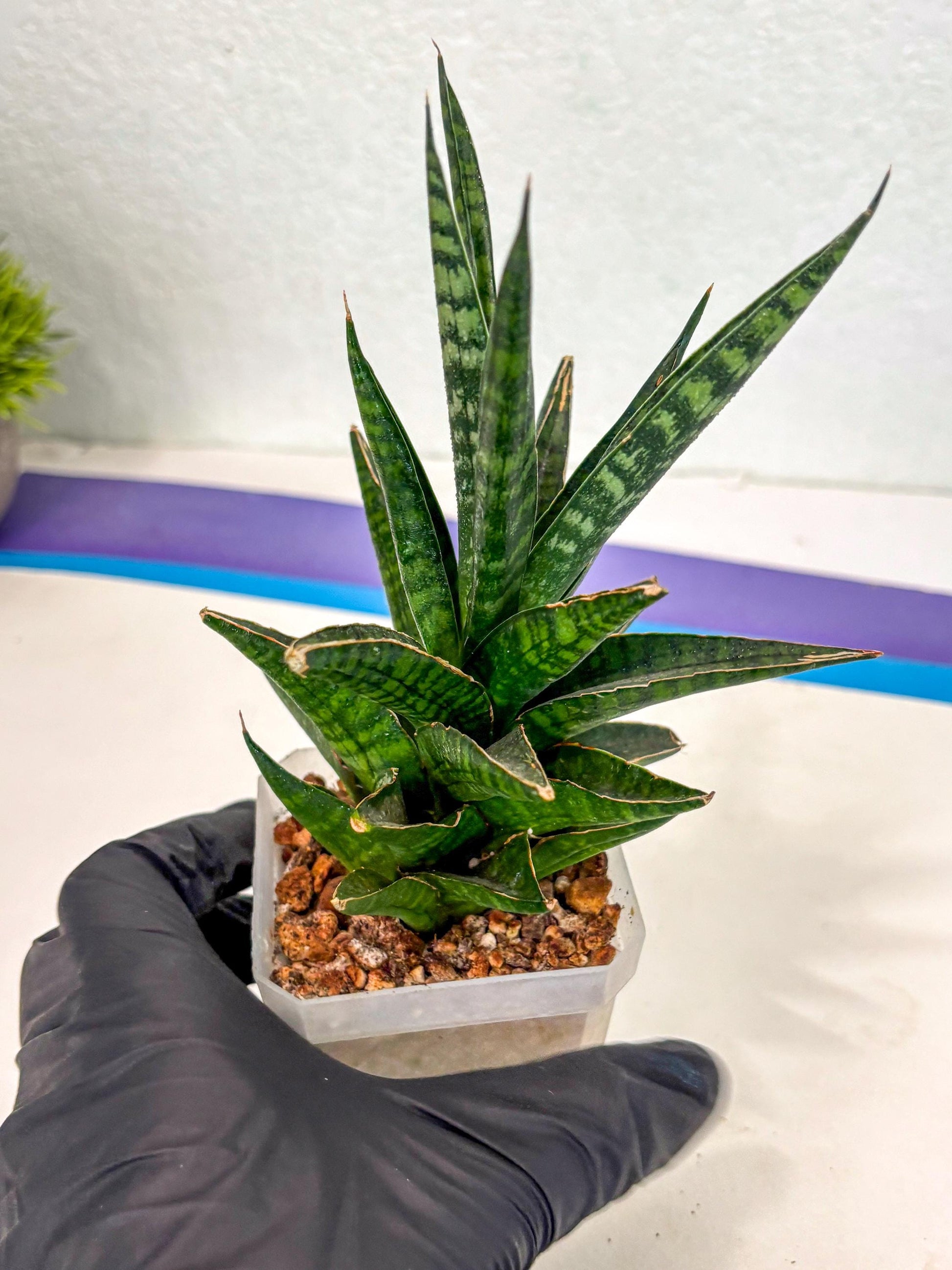 Sansevieria Manny Pacquiao (ca5) (15) | Rare Import