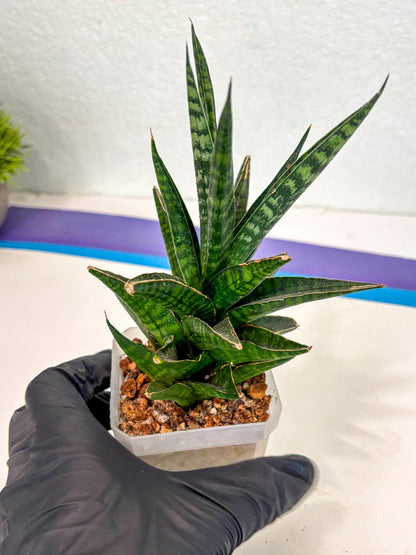 Sansevieria Manny Pacquiao (ca5) (15) | Rare Import