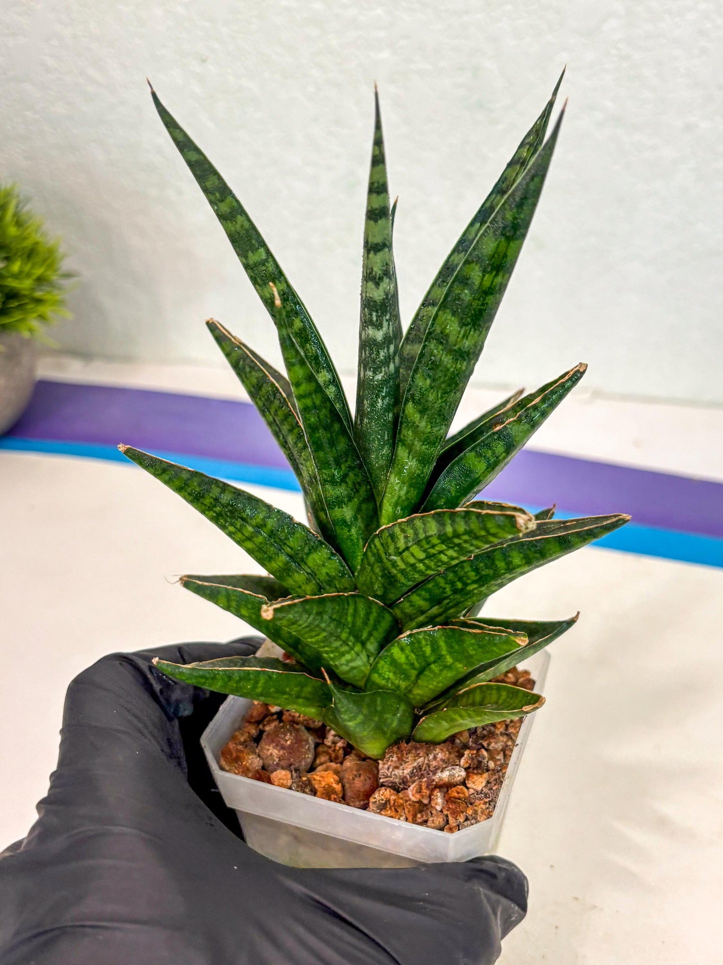 Sansevieria Manny Pacquiao (ca5) (15) | Rare Import