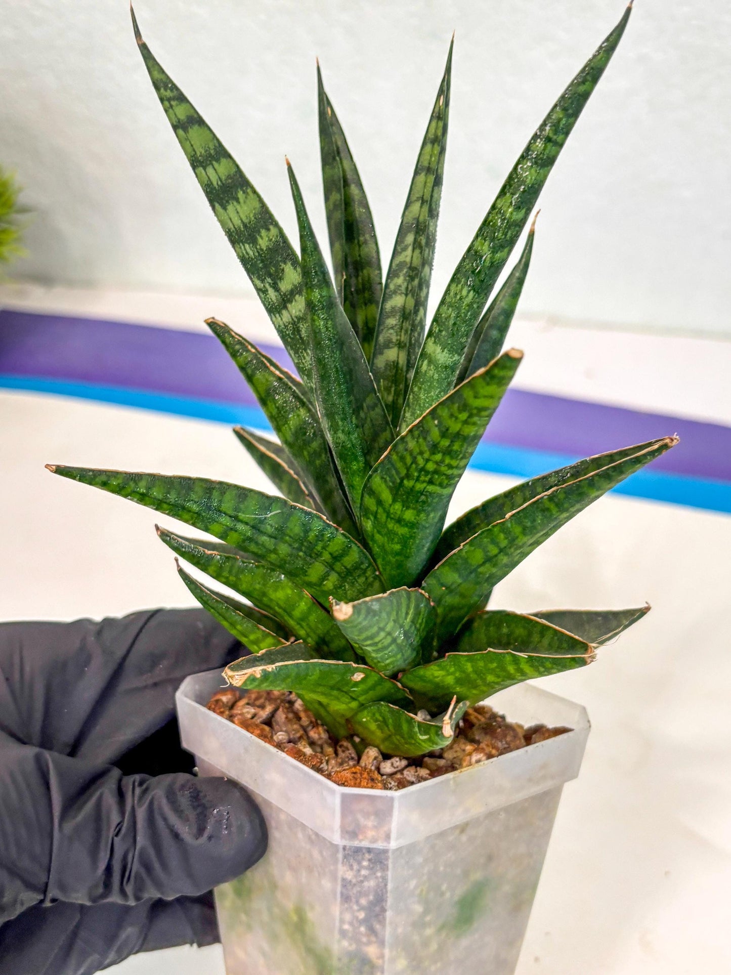 Sansevieria Manny Pacquiao (ca5) (15) | Rare Import