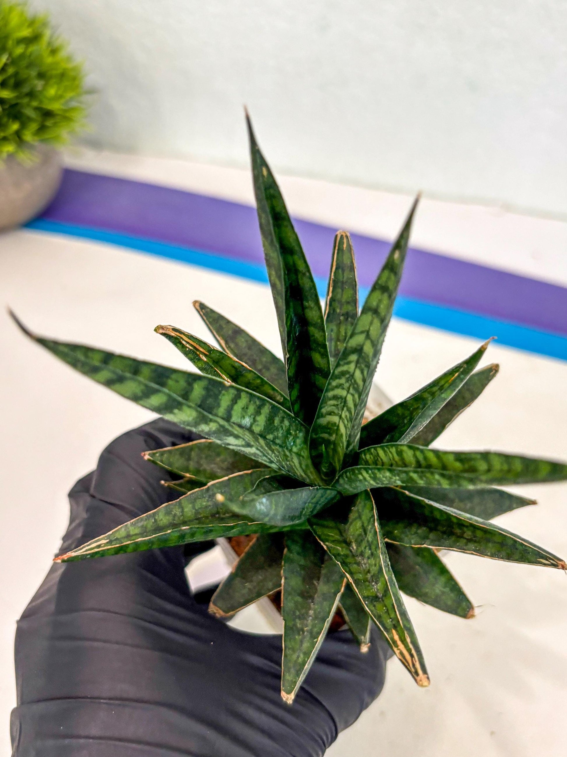 Sansevieria Manny Pacquiao (ca5) (15) | Rare Import