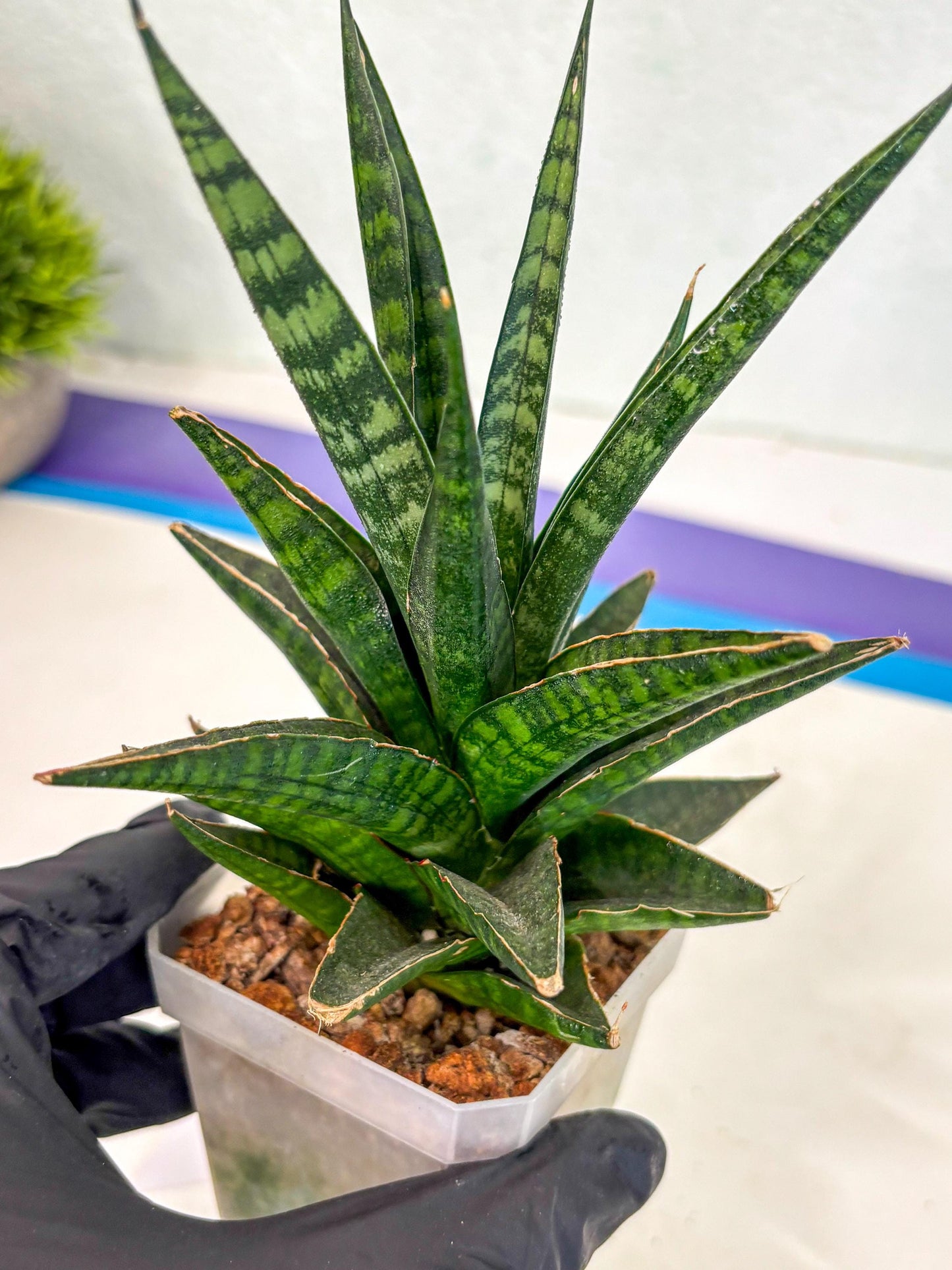 Sansevieria Manny Pacquiao (ca5) (15) | Rare Import