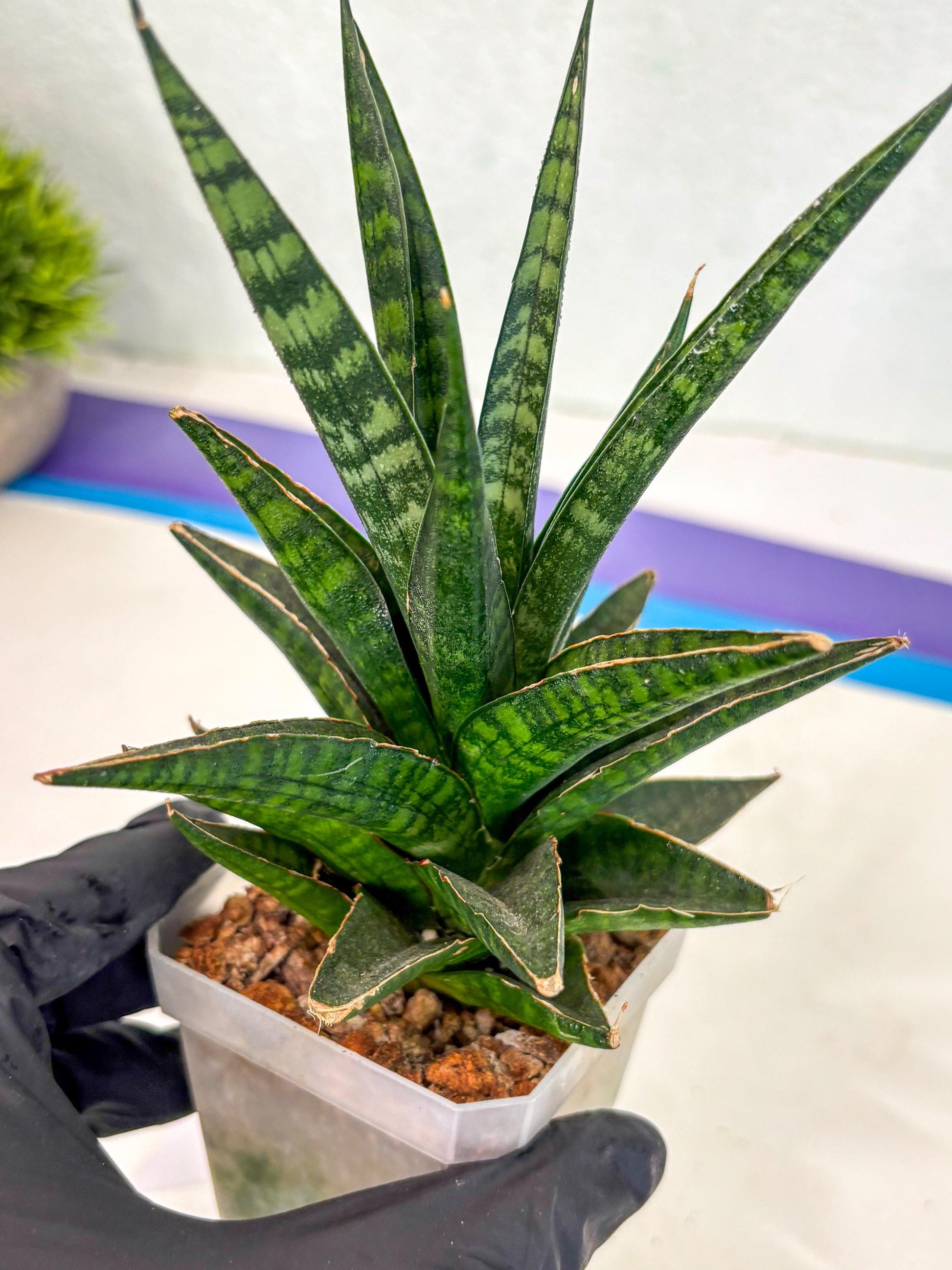 Sansevieria Manny Pacquiao (ca5) (15) | Rare Import
