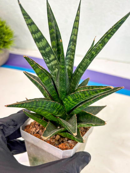 Sansevieria Manny Pacquiao (ca5) (15) | Rare Import