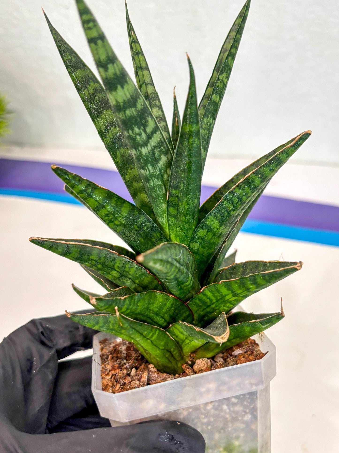 Sansevieria Manny Pacquiao (ca5) (15) | Rare Import