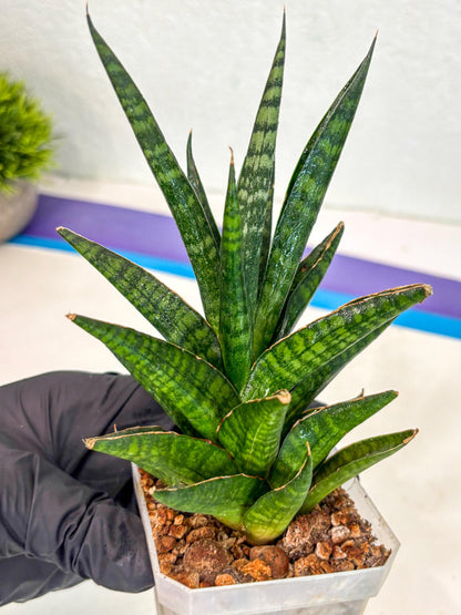 Sansevieria Manny Pacquiao (ca5) (15) | Rare Import
