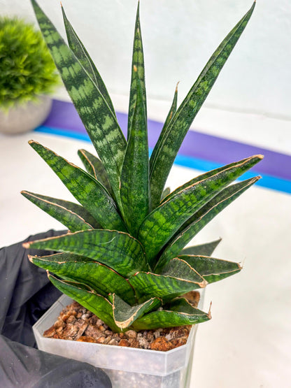 Sansevieria Manny Pacquiao (ca5) (15) | Rare Import
