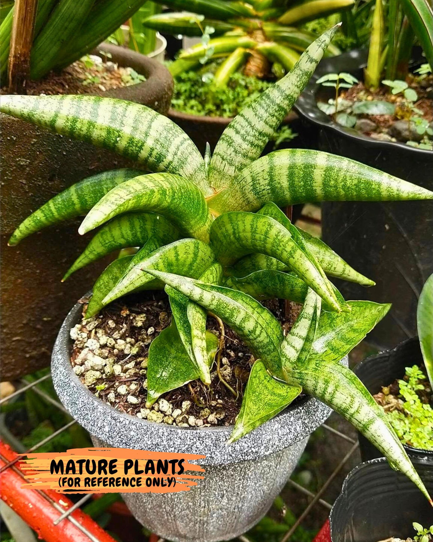 Sansevieria Fighter (ca6) (1) | Imported House Plant