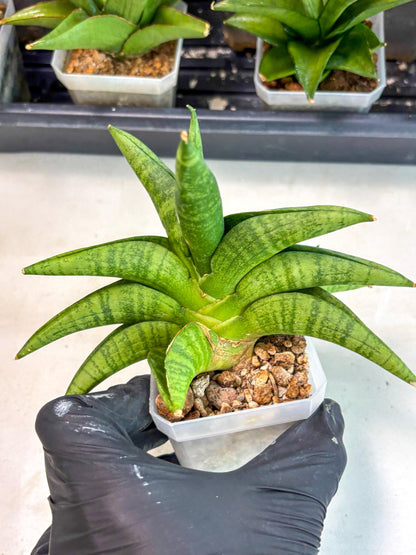 Sansevieria Fighter (ca6) (1) | Imported House Plant
