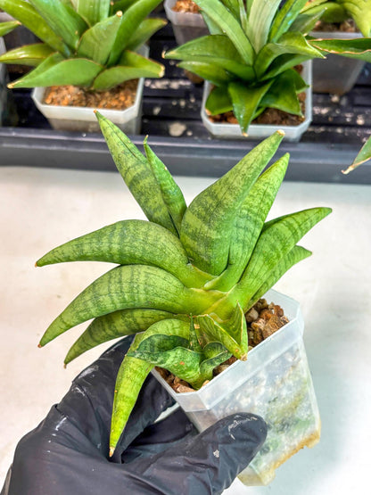 Sansevieria Fighter (ca6) (1) | Imported House Plant