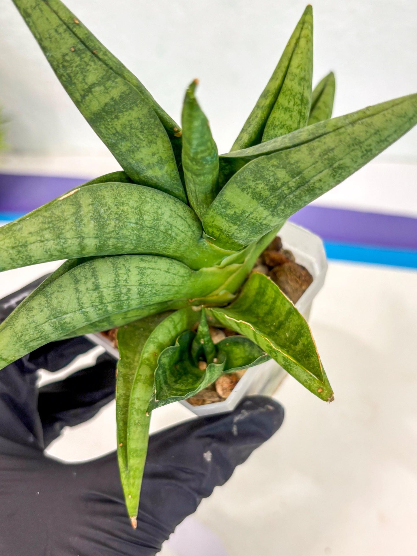 Sansevieria Fighter (ca6) (1) | Imported House Plant