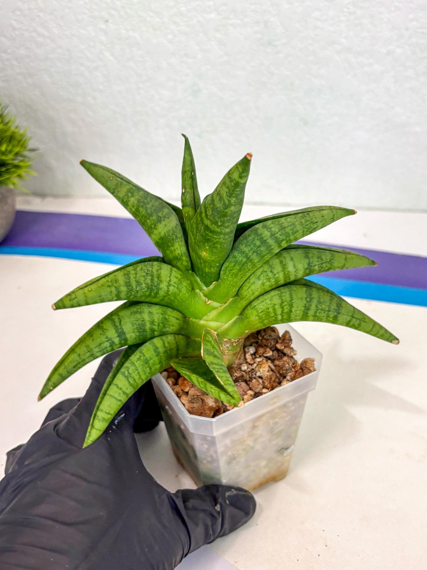 Sansevieria Fighter (ca6) (1) | Imported House Plant