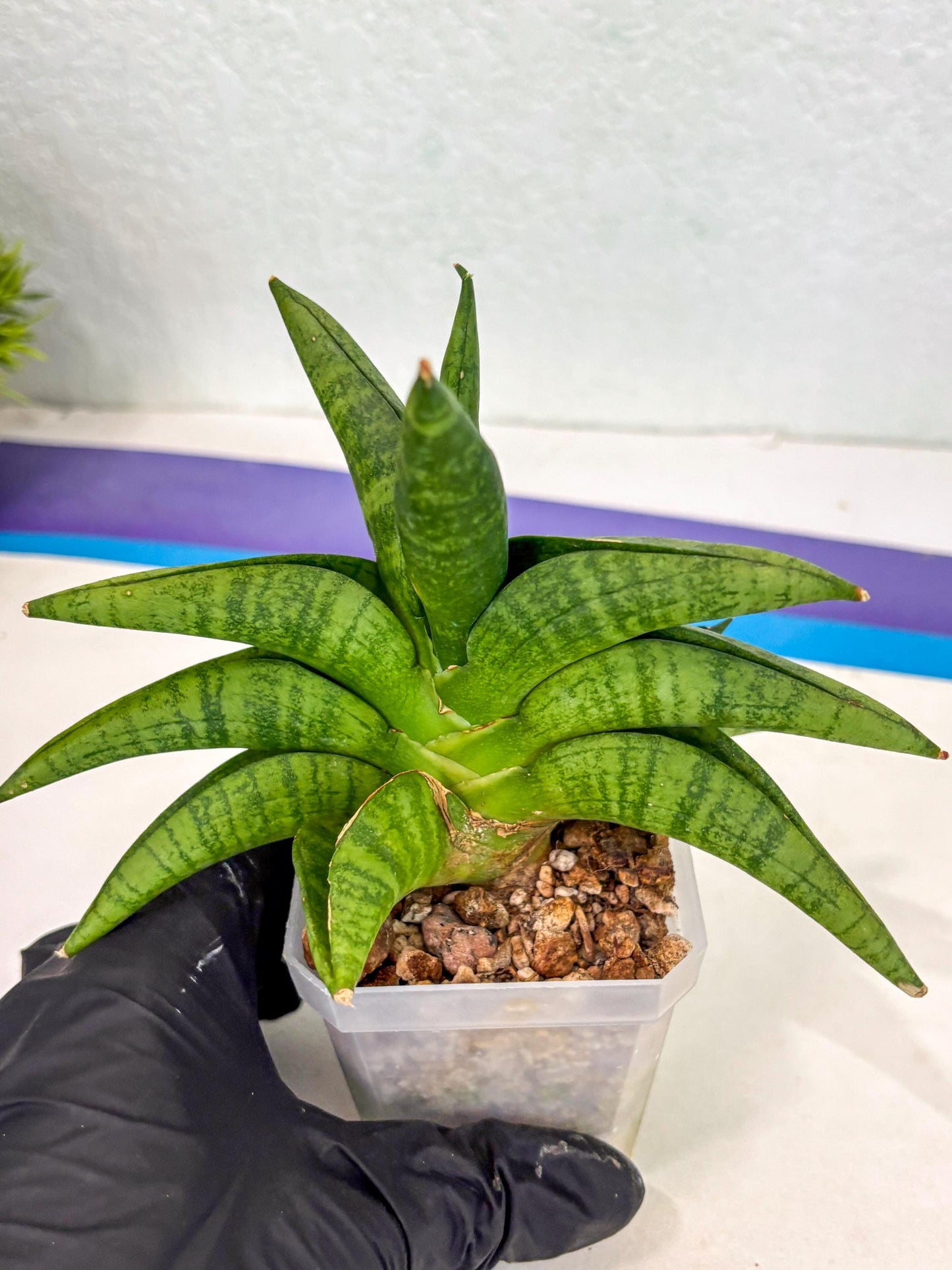 Sansevieria Fighter (ca6) (1) | Imported House Plant