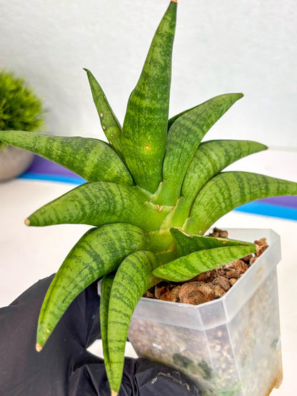Sansevieria Fighter (ca6) (1) | Imported House Plant