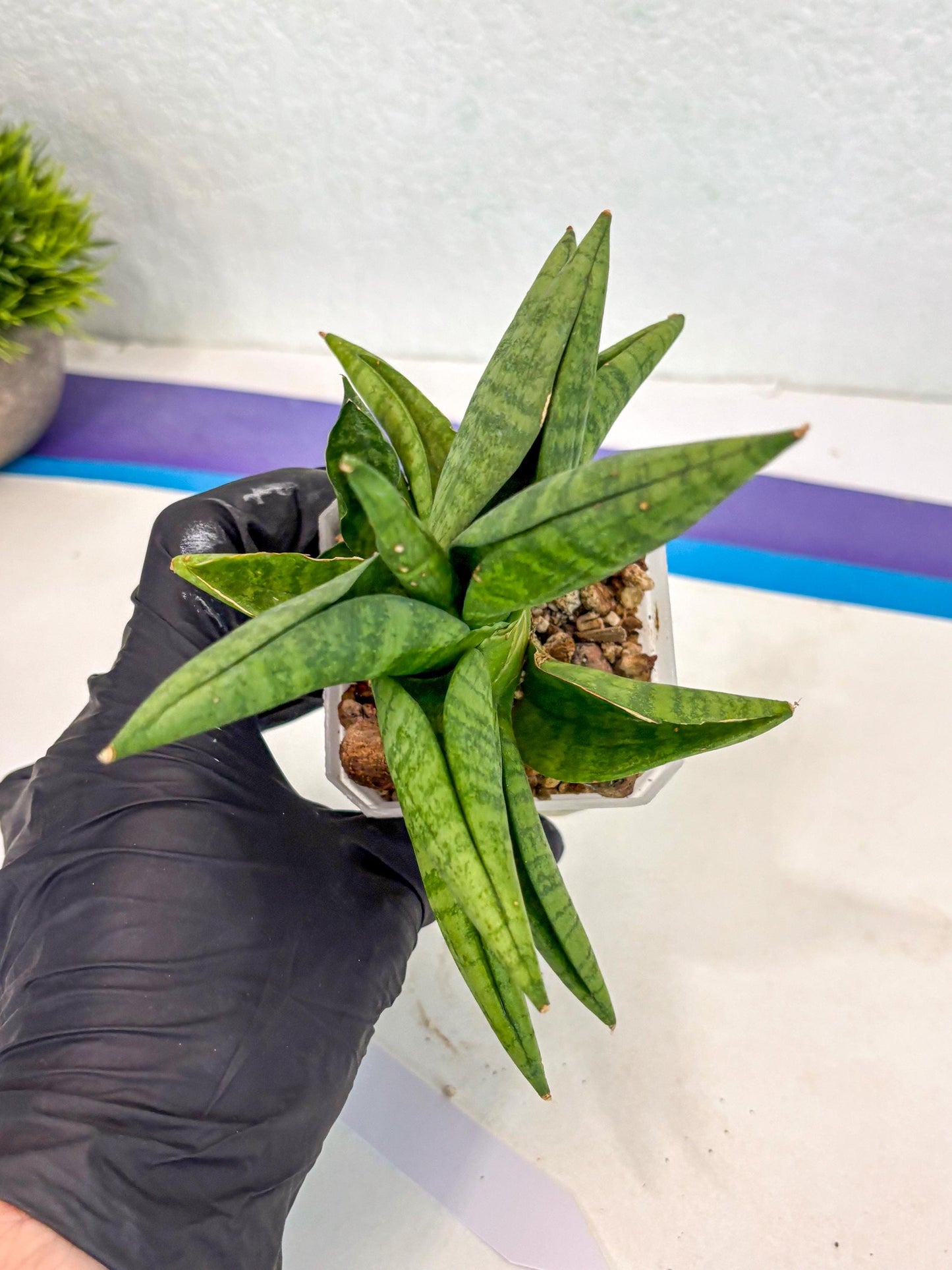 Sansevieria Fighter (ca6) (1) | Imported House Plant