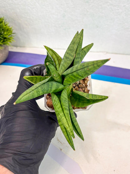 Sansevieria Fighter (ca6) (1) | Imported House Plant