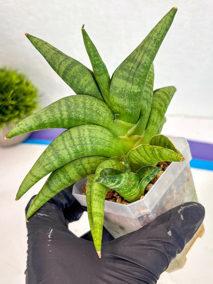 Sansevieria Fighter (ca6) (1) | Imported House Plant