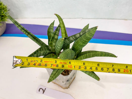 Sansevieria Fighter (ca6) (2) | Imported House Plant