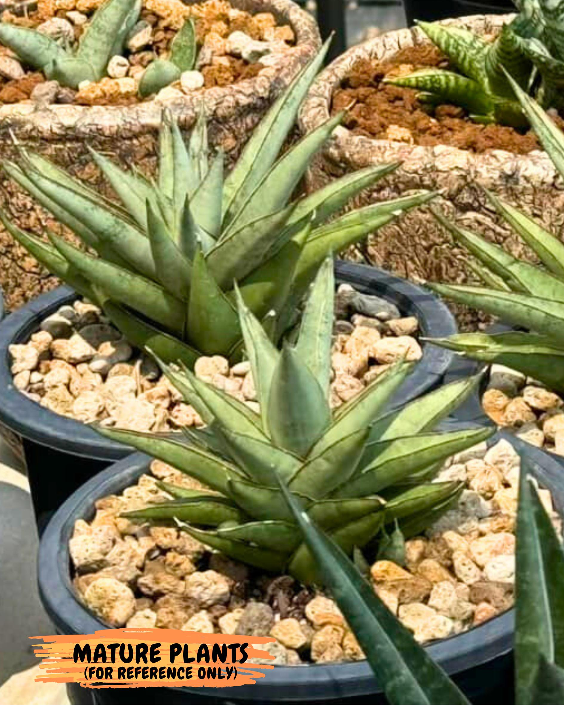 Sansevieria Baby Yoda (ca5) (g) | Dwarf hybrid