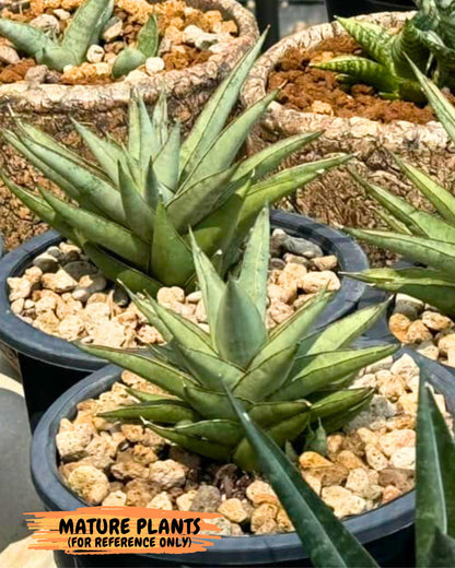 Sansevieria Baby Yoda (ca5) (g) | Dwarf hybrid