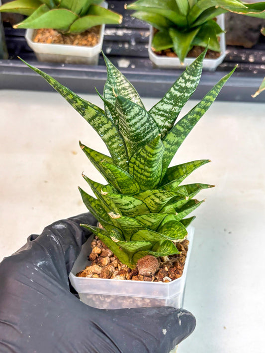 Sansevieria Ehrendel (ca6) (9) | Imported House Plant