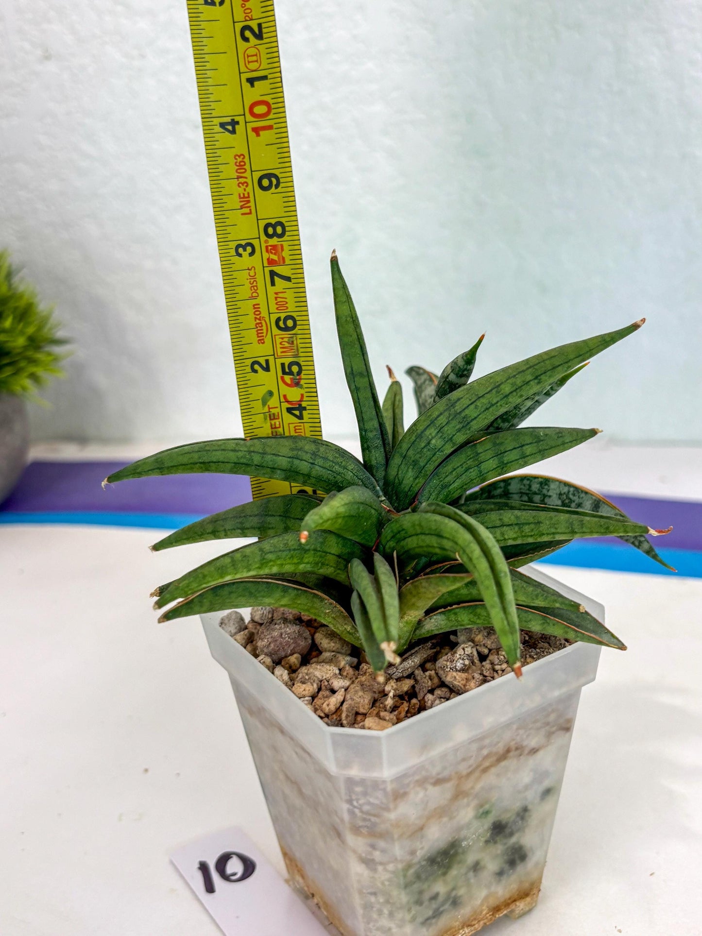 Sansevieria Thousand Blue (ca6) (10) | Imported House Plant