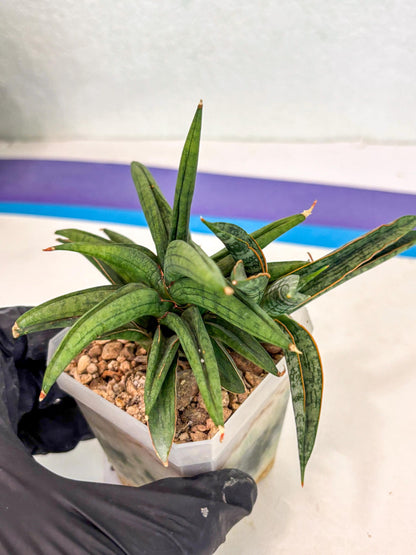 Sansevieria Thousand Blue (ca6) (10) | Imported House Plant