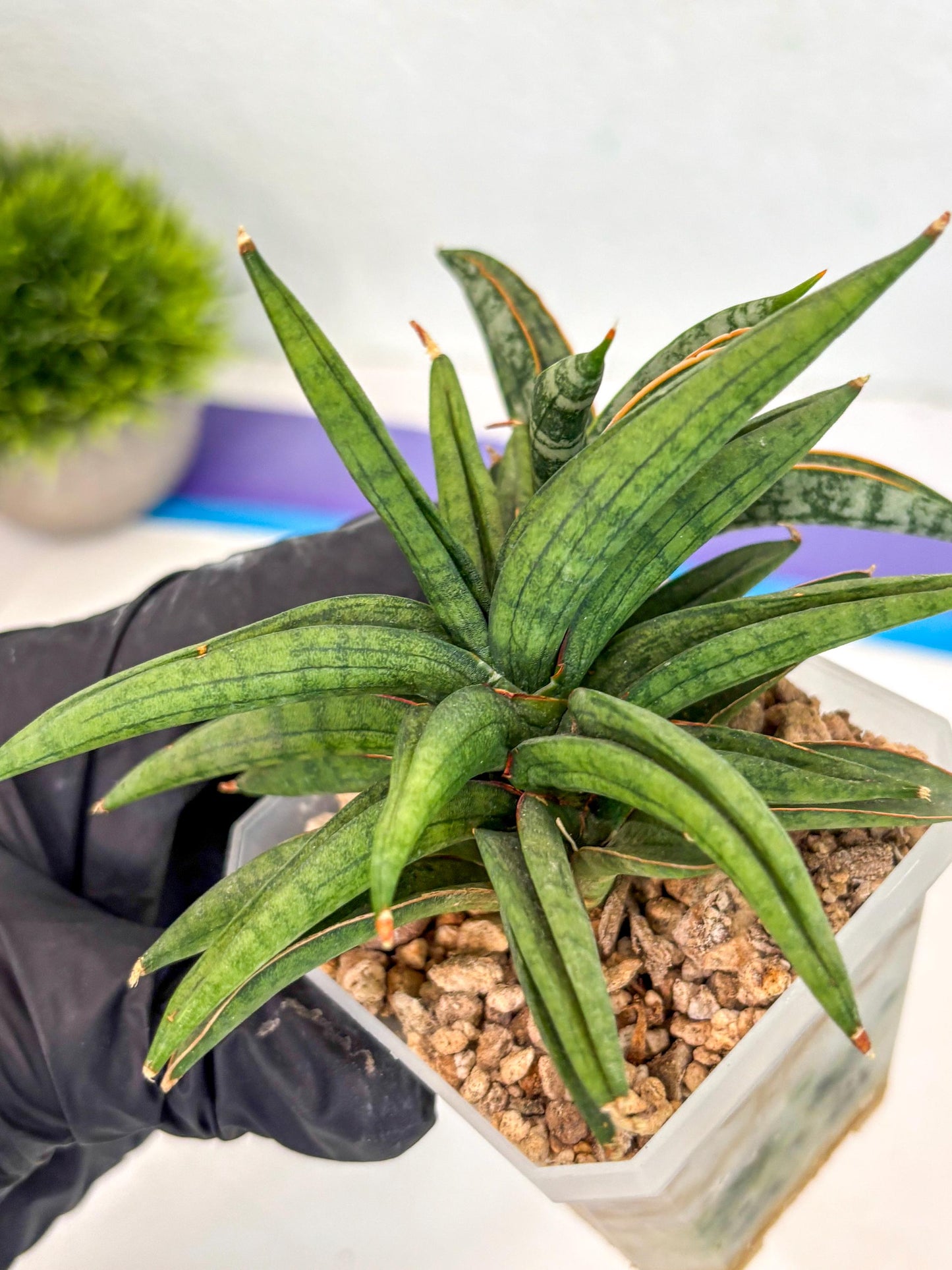 Sansevieria Thousand Blue (ca6) (10) | Imported House Plant