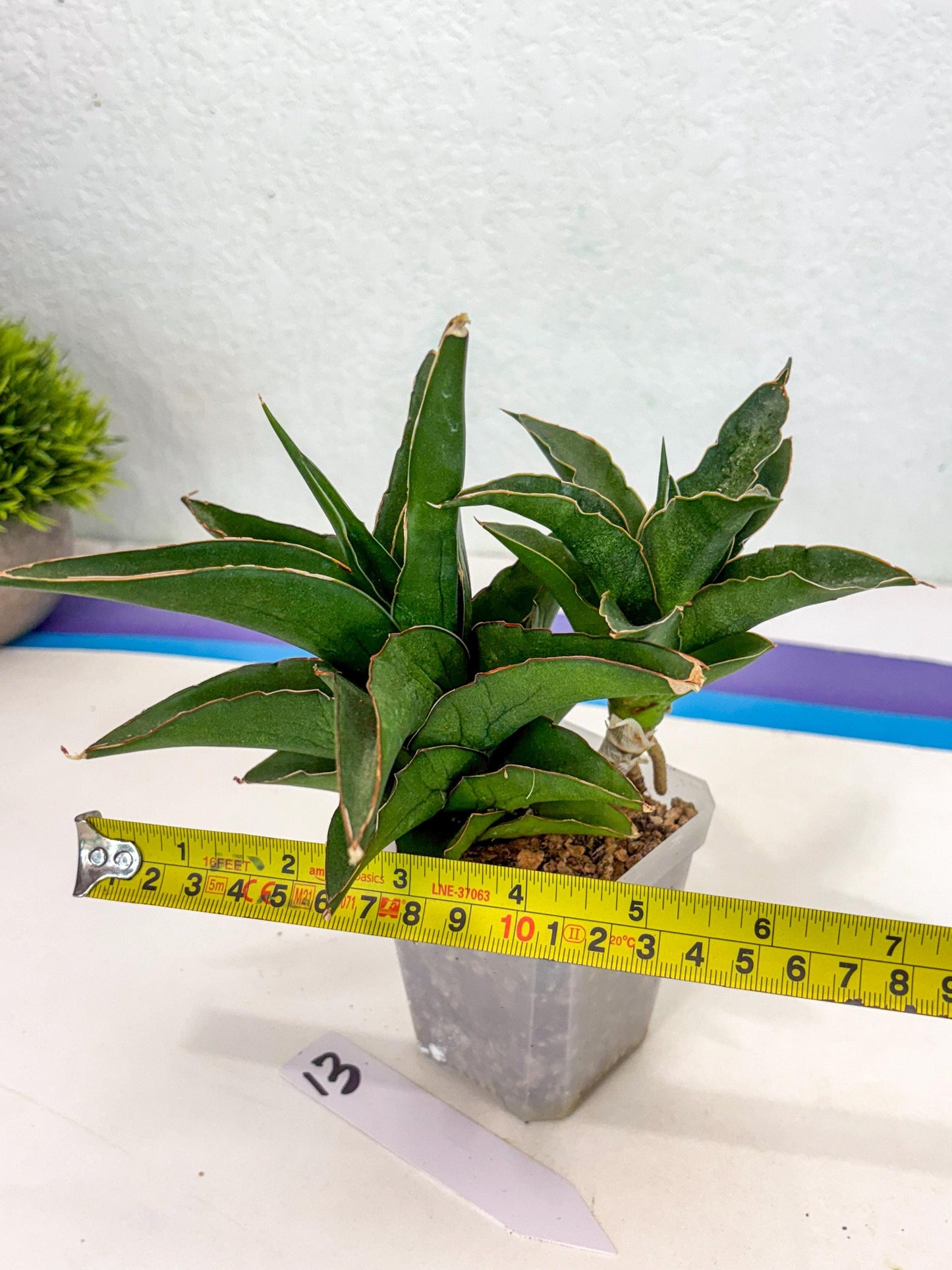 Sansevieria Maya (ca6) (13) | Small DMG