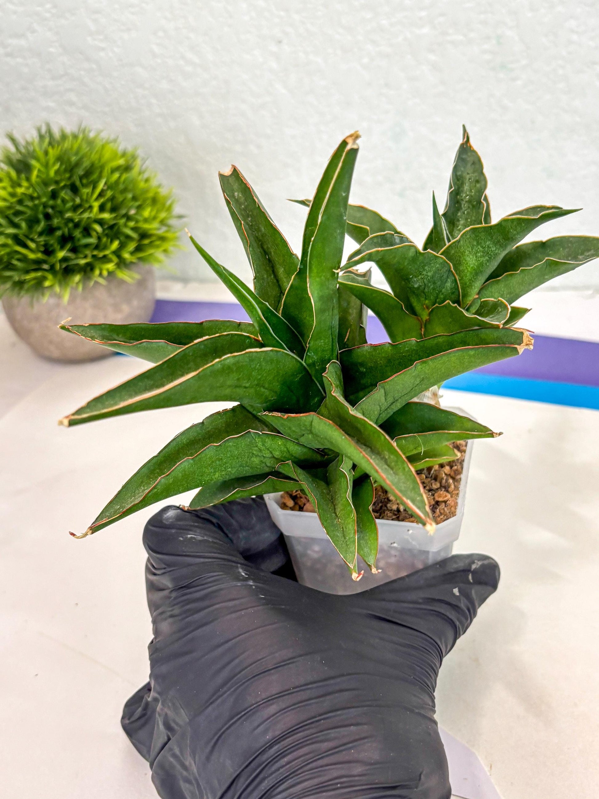Sansevieria Maya (ca6) (13) | Small DMG