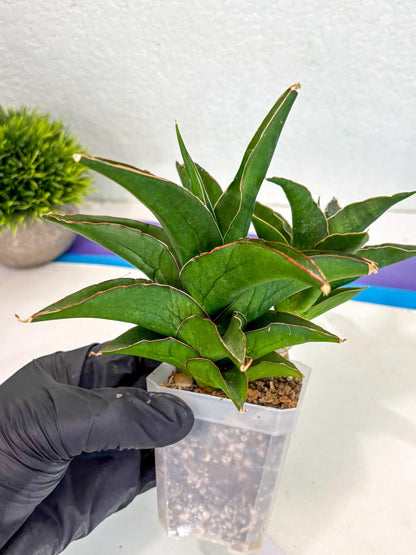 Sansevieria Maya (ca6) (13) | Small DMG
