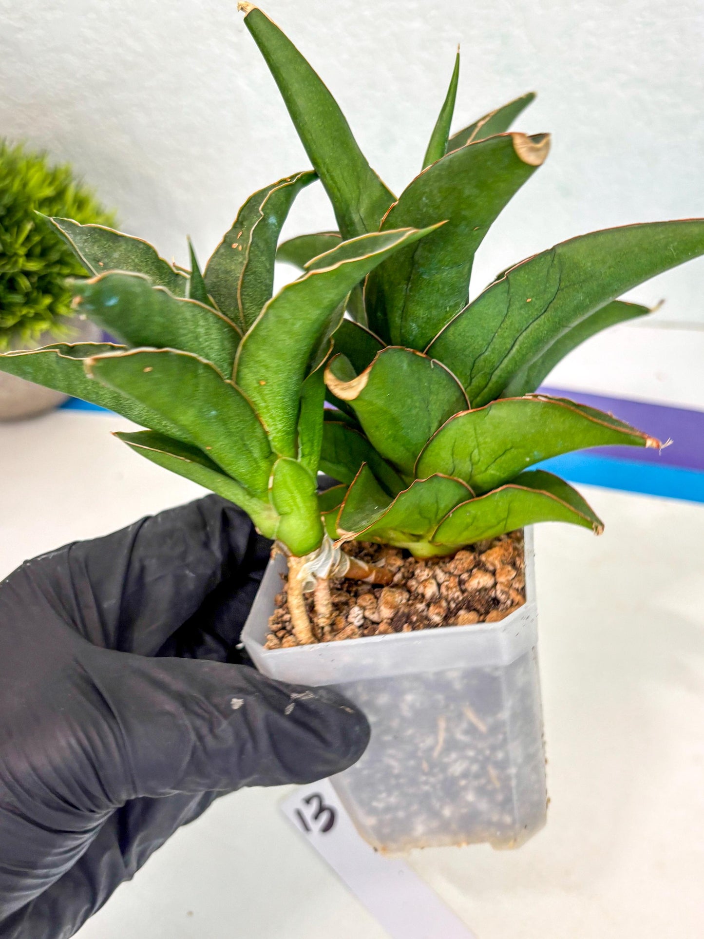 Sansevieria Maya (ca6) (13) | Small DMG