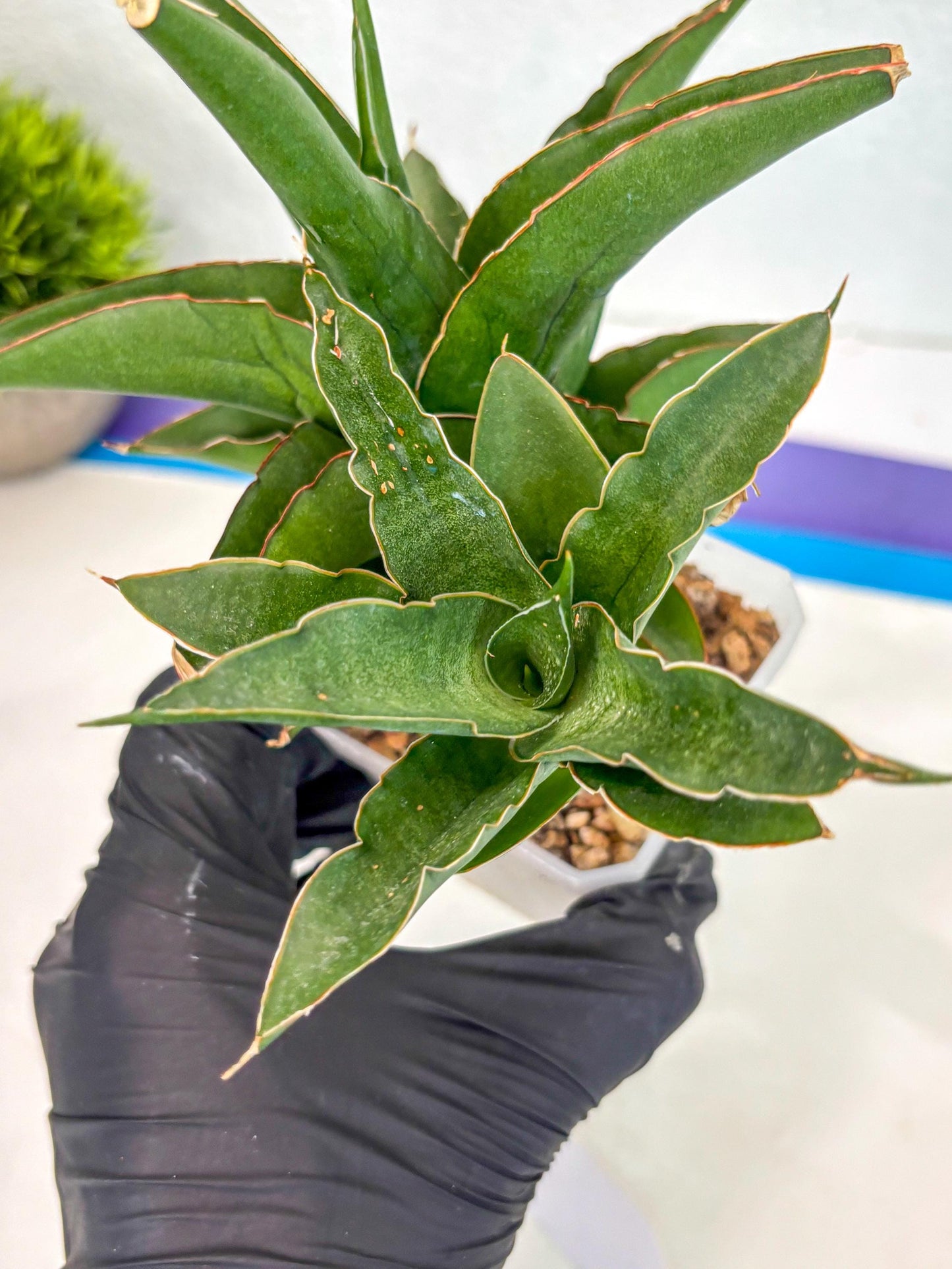 Sansevieria Maya (ca6) (13) | Small DMG