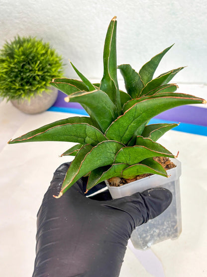 Sansevieria Maya (ca6) (13) | Small DMG