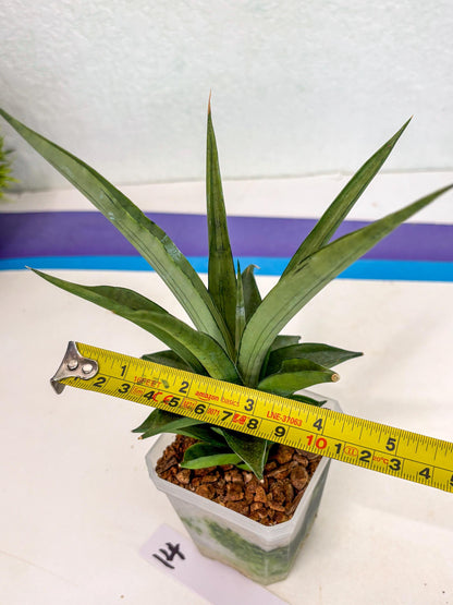 Sansevieria Manee Thewee (ca2) (14) | Rare Snake Plant